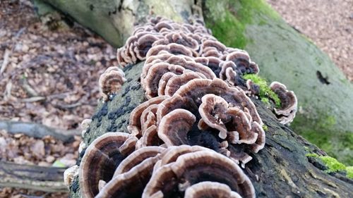 Close-up of tree trunk