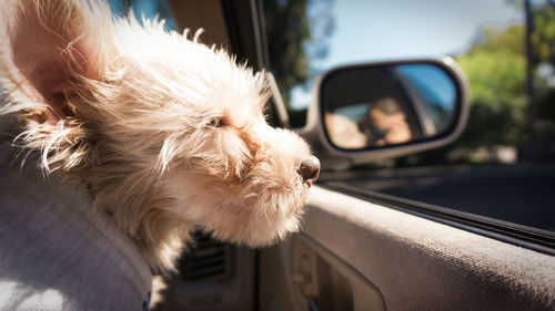 Close-up of dog looking through car window