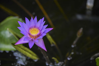 Close-up of purple water lily in pond