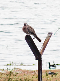 Bird perching on wooden post