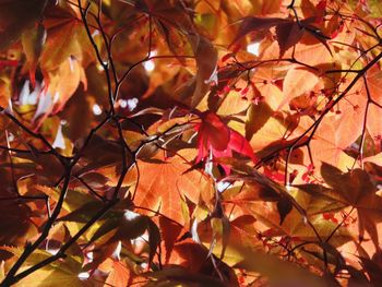 Close-up of maple leaves on tree