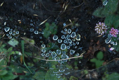 High angle view of raindrops on leaves