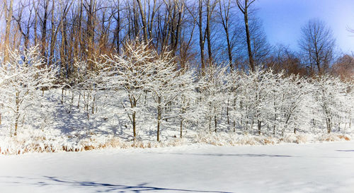 Bare trees against clear sky during winter