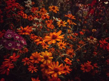 High angle view of orange flowering plants on field