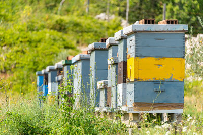 Beehives painted in pastel colors standing on a green meadow. rural summer landscape.
