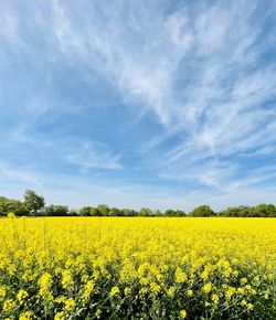 Scenic view of oilseed rape field against sky