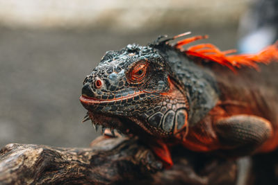 Wild gray orange iguana sitting on a tree branch in the wildlife