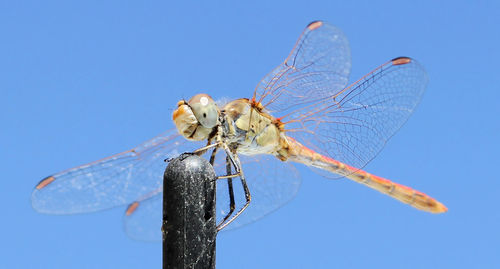 dragonflies and damseflies