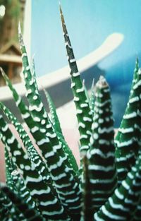 Close-up of plant against blurred background