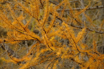 Close-up of autumnal tree