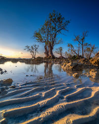 Tree's and sands