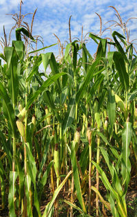 Close-up of crops growing on field