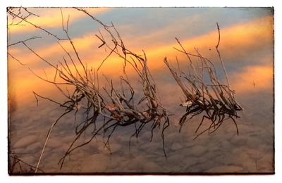 Close-up of branches against sunset sky