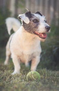 Close-up of dog looking away