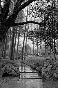 Trees in forest against sky