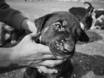 Close-up of hand holding dog