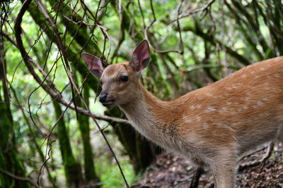 Deer standing in a forest