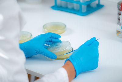 Microbiology lab work in a research facility. hands of a lab technician spreading bacterial culture 