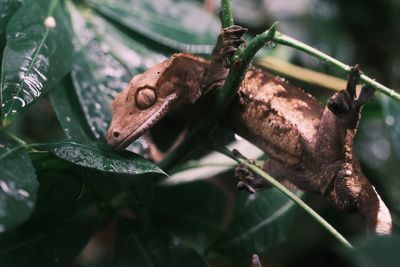 Close-up of lizard on leaves