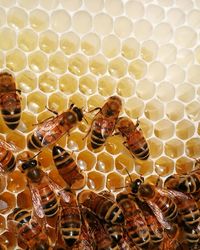 Close-up of bees