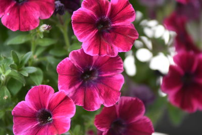 Close-up of red flowering plants in park