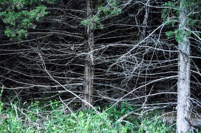 Full frame shot of trees in forest