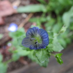 Close-up of purple flowers