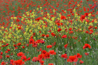 Close-up of red poppy flowers in field