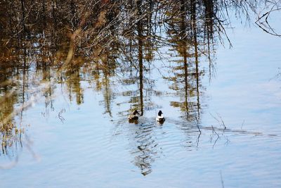 Reflection of trees in water