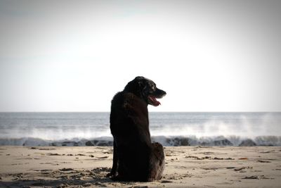 Dog on beach by sea against sky