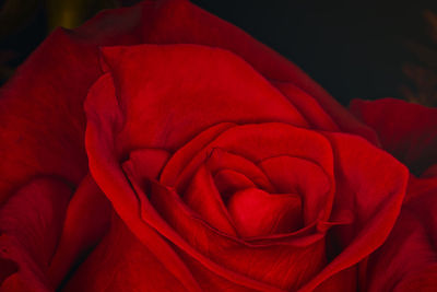 Close-up of red rose