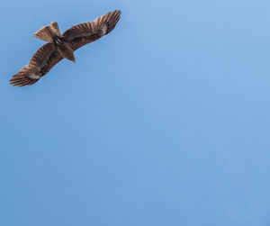 Low angle view of bird flying against blue sky