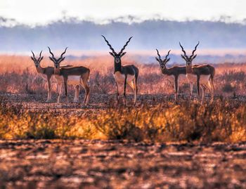 5 male black buck in field seeing at me, at any angle of view, it looks at me. 