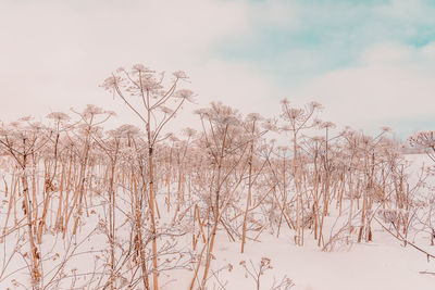 Low angle view of flower trees against sky