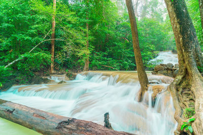 Scenic view of waterfall in forest