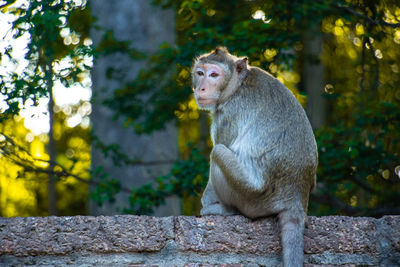 Monkey sitting on wall