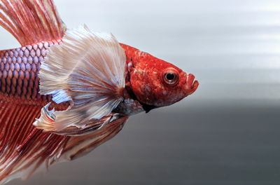 Siamese fighting fish, black backdrop, betta splendens, betta fish, half moon betta.