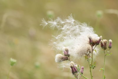 Close-up of white dandelion flower