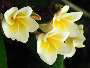 Close-up of frangipani blooming outdoors