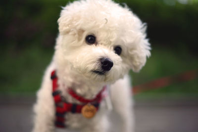 Portrait of white dog