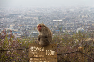 Monkey on a city