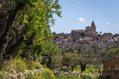 Trees and buildings in city