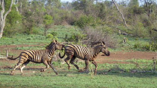 Zebras fighting on land