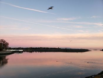 Birds flying in the sky