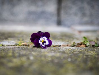 Close-up of purple flowering plant