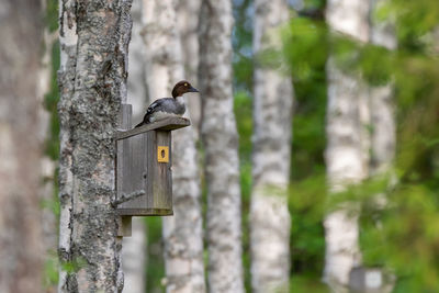 Common goldeneye female sitting on top of a songbird nest box