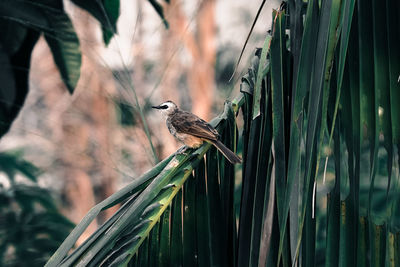 Bird perching on branch against blurred background