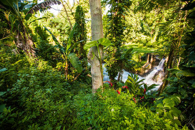 Plants and trees in forest