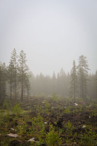 Trees in forest against sky