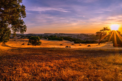 Scenic view of field against sky during sunset